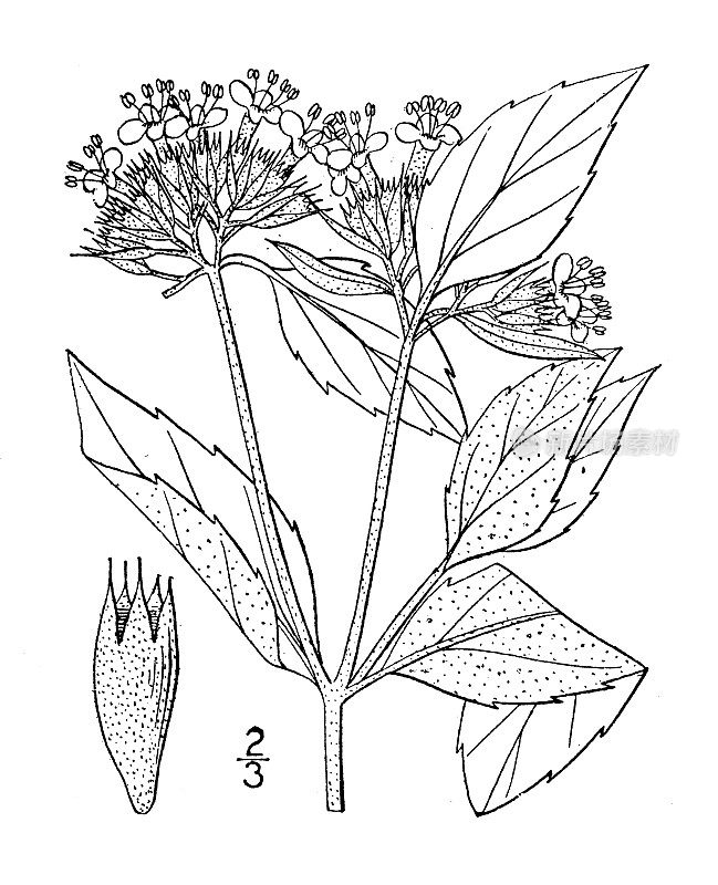 古植物学植物插图:柯ellia incana，白蜡山薄荷